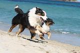 BERGER AUSTRALIEN - ADULT & PUPPY 007